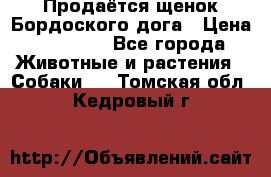 Продаётся щенок Бордоского дога › Цена ­ 37 000 - Все города Животные и растения » Собаки   . Томская обл.,Кедровый г.